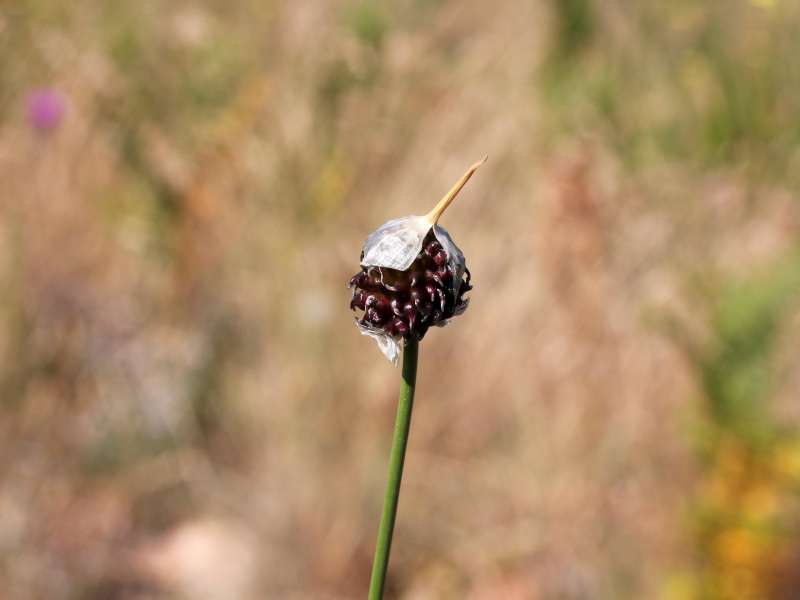 Allium vineale / Aglio delle vigne